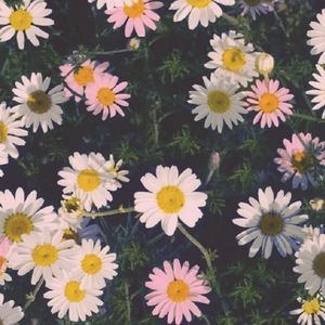 Meet your Posher, Teresa